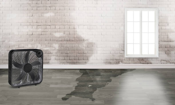 Best Carpet water damage restoration  in Chatmoss, VA